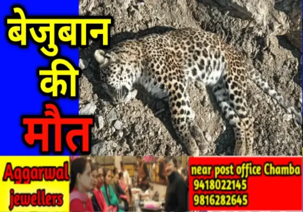 Himachal Hindi News