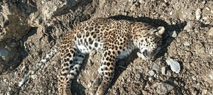 Himachal Hindi News Leopard found dead in Chamba 